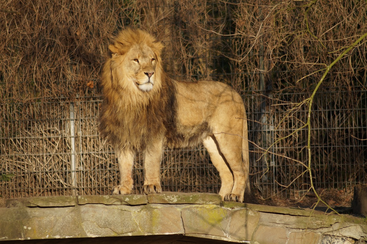 Liūtas, Zoologijos Sodas, Katė, Žiurkė, Liūto Menkė, Gamta, Wildcat, Plėšrūnas, Nemokamos Nuotraukos,  Nemokama Licenzija