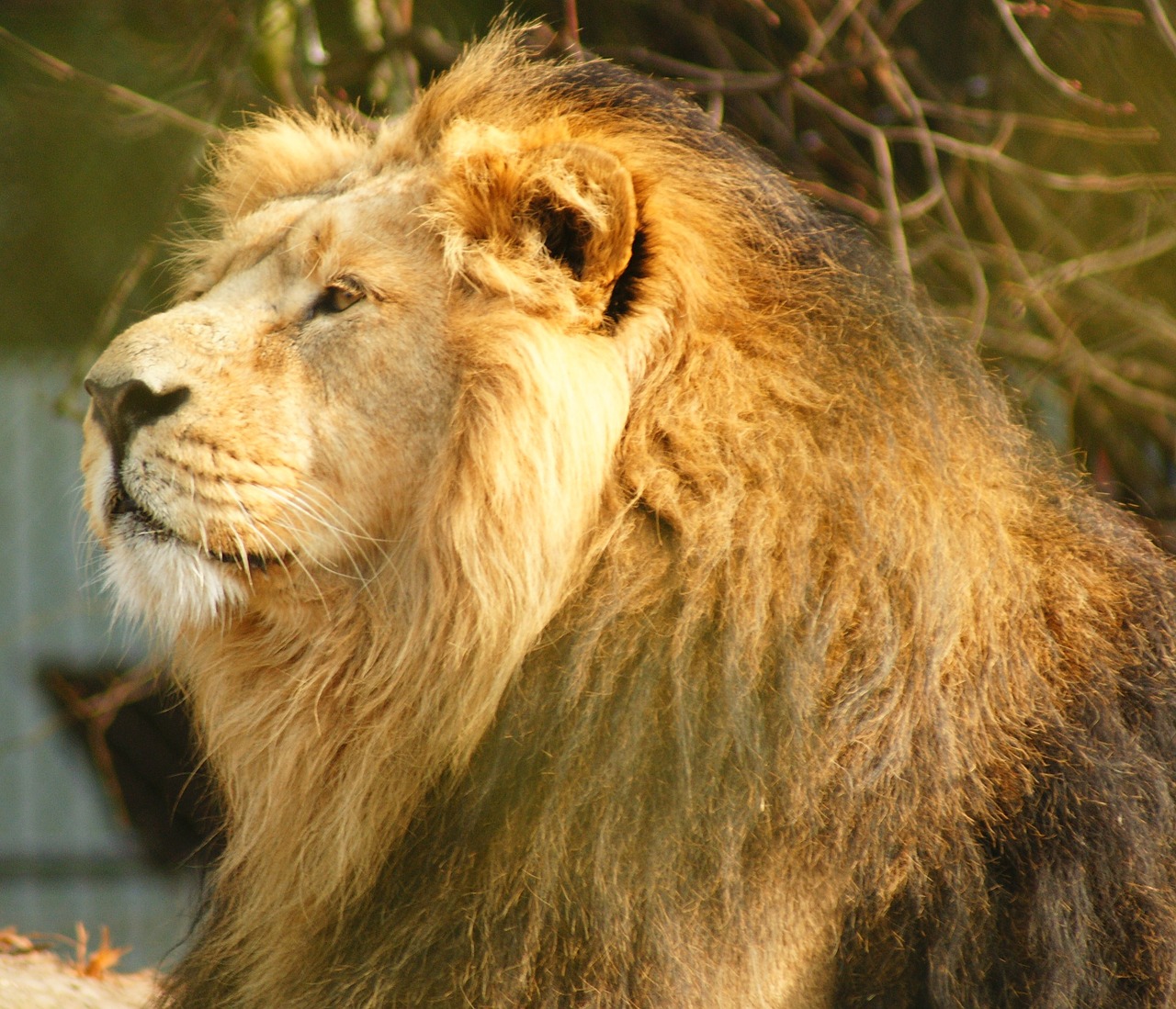Liūtas, Didelė Katė, Patinas, Žiurkė, Laukiniai, Afrikos, Žinduolis, Pavojingas, Karalius, Laukinė Gamta