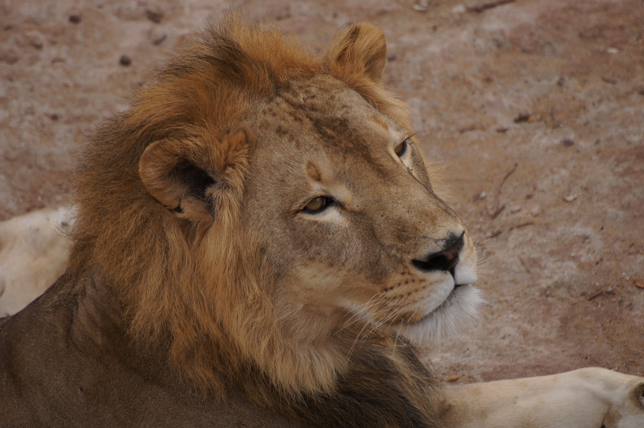 Liūtas, Nap, Afrika, Malis, Zoologijos Sodas, Gyvūnas, Atrodo, Nemokamos Nuotraukos,  Nemokama Licenzija