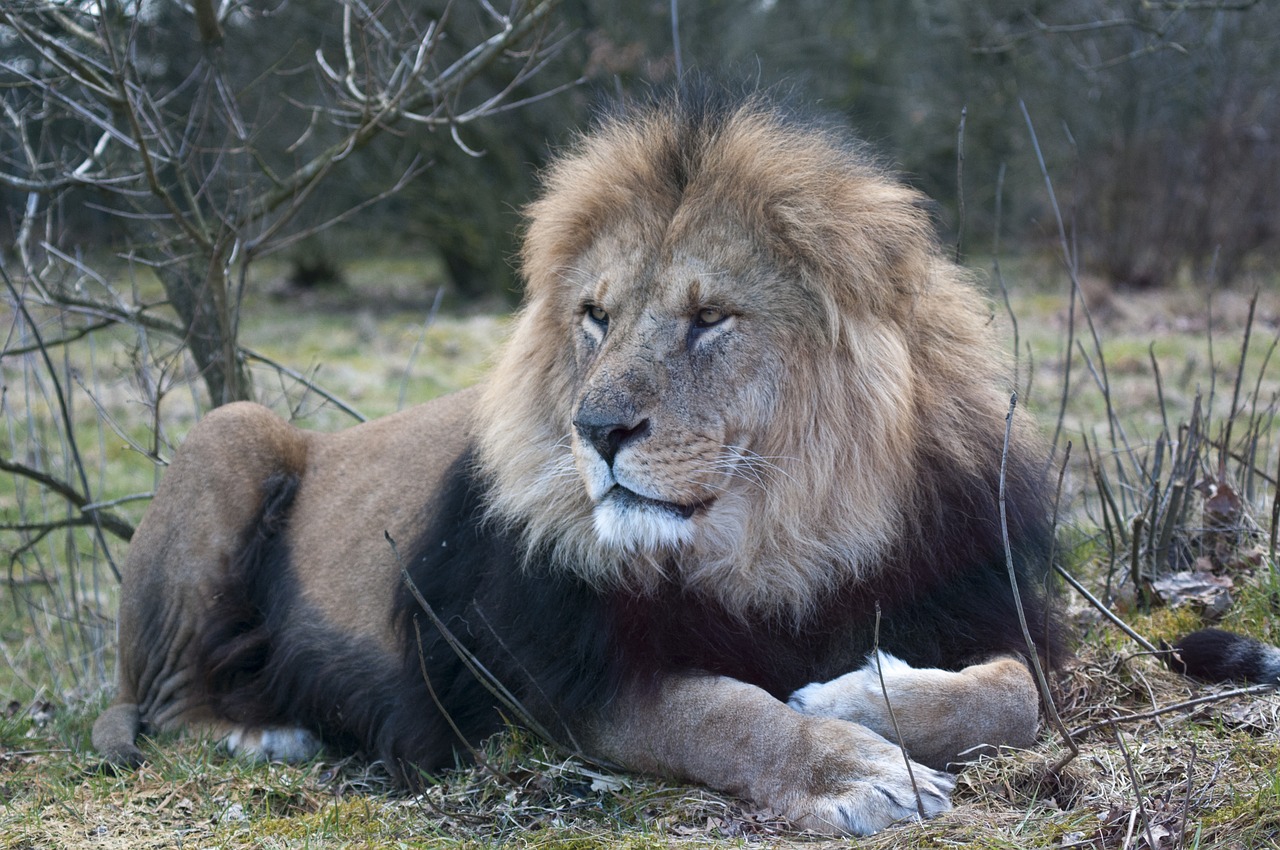 Liūtas, Zoologijos Sodas, Vyriškas Liūtas, Brangus, Nemokamos Nuotraukos,  Nemokama Licenzija