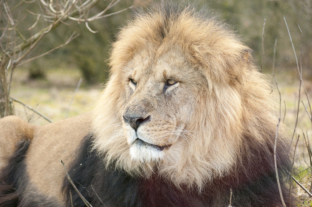 Liūtas, Zoologijos Sodas, Vyriškas Liūtas, Brangus, Nemokamos Nuotraukos,  Nemokama Licenzija