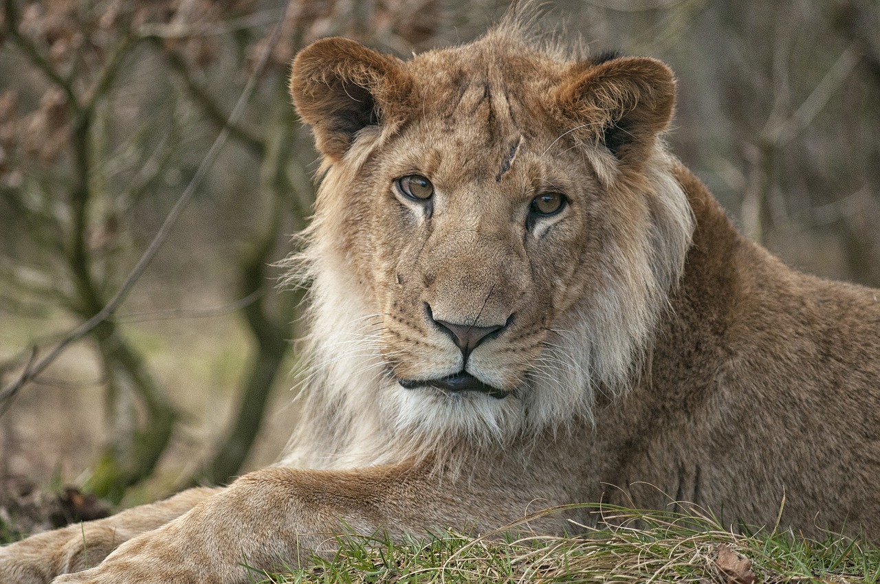 Liūtas, Zoologijos Sodas, Vyriškas Liūtas, Brangus, Nemokamos Nuotraukos,  Nemokama Licenzija