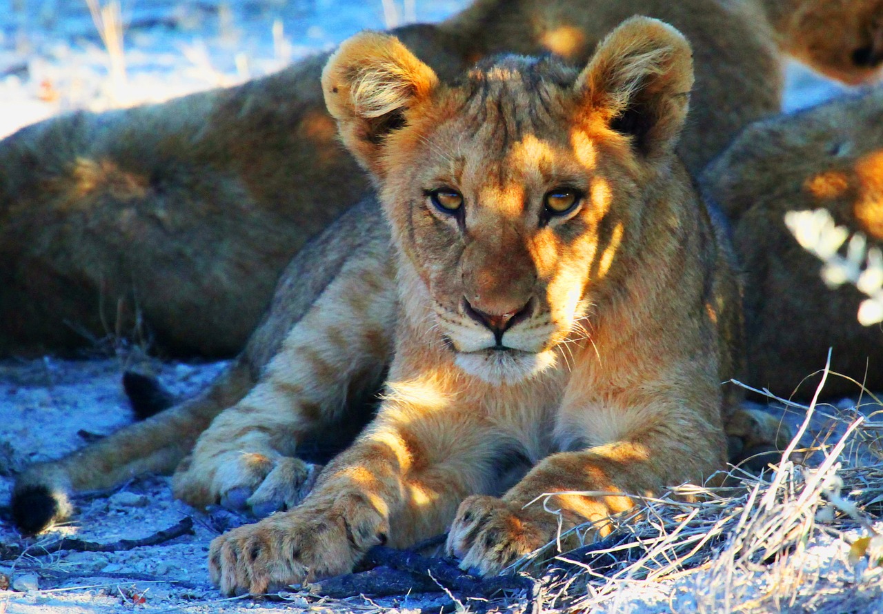 Liūtas, Etosha, Namibija, Afrika, Safari, Nemokamos Nuotraukos,  Nemokama Licenzija