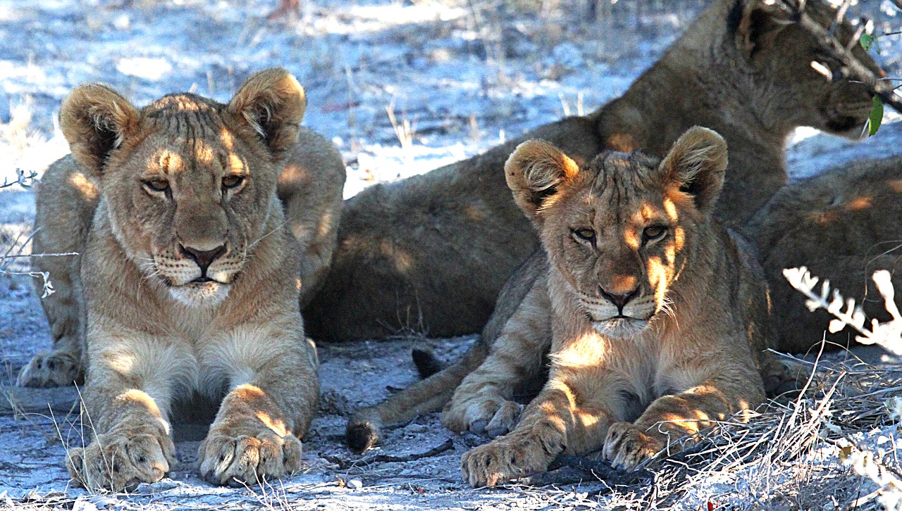 Liūtas, Etosha, Namibija, Afrika, Safari, Paketas, Nemokamos Nuotraukos,  Nemokama Licenzija
