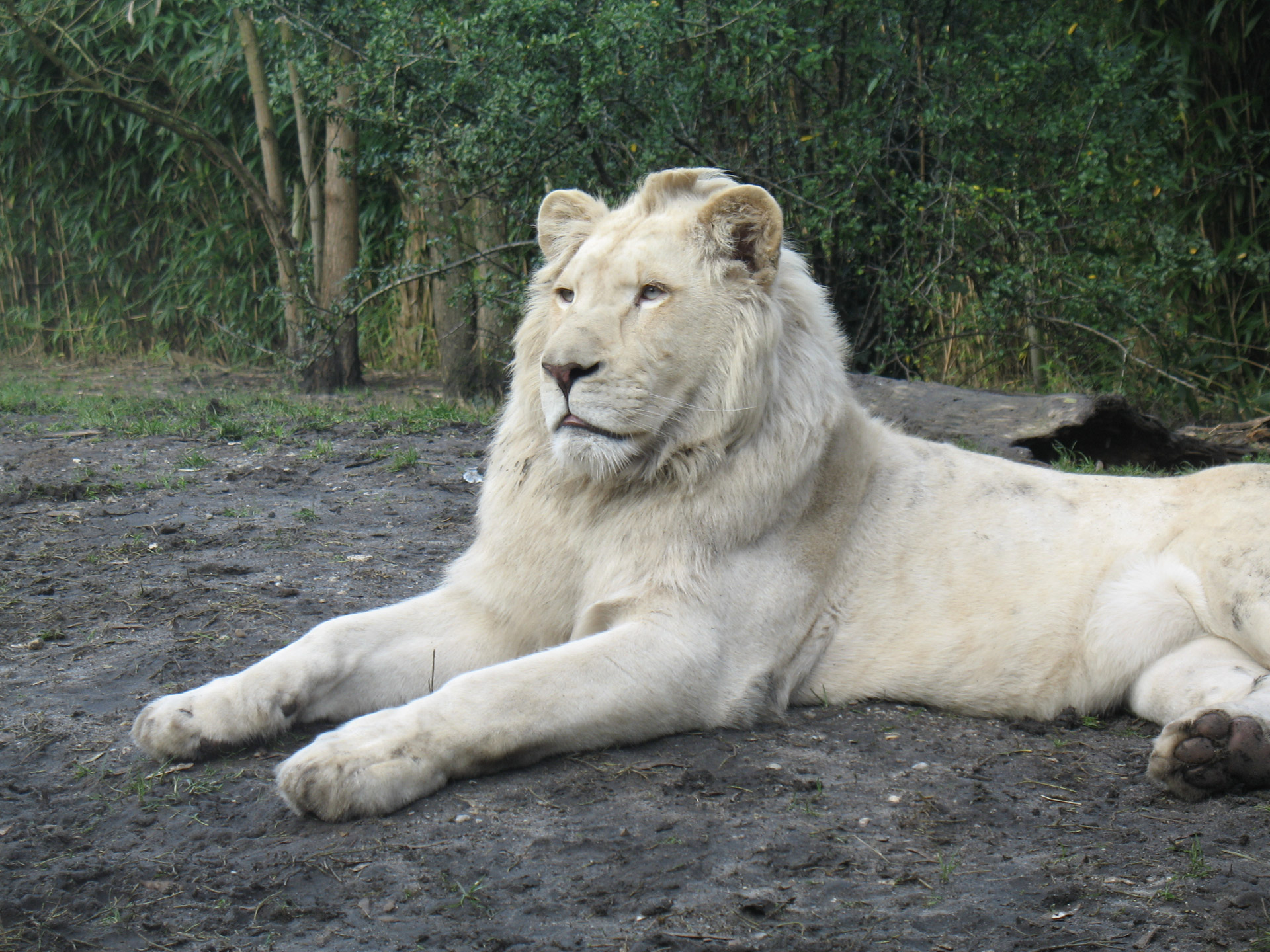 Zoo,  Liūtas,  Liūtas, Nemokamos Nuotraukos,  Nemokama Licenzija