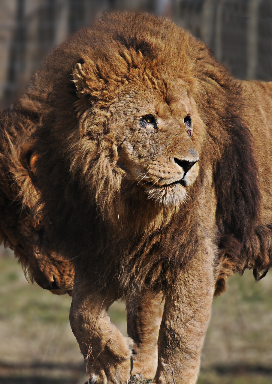 Liūtas, Žiurkė, Kačių, Didingas, Gyvūnas, Safari, Laukiniai, Pietų Afrika, Gamta, Afrikos Rezervas