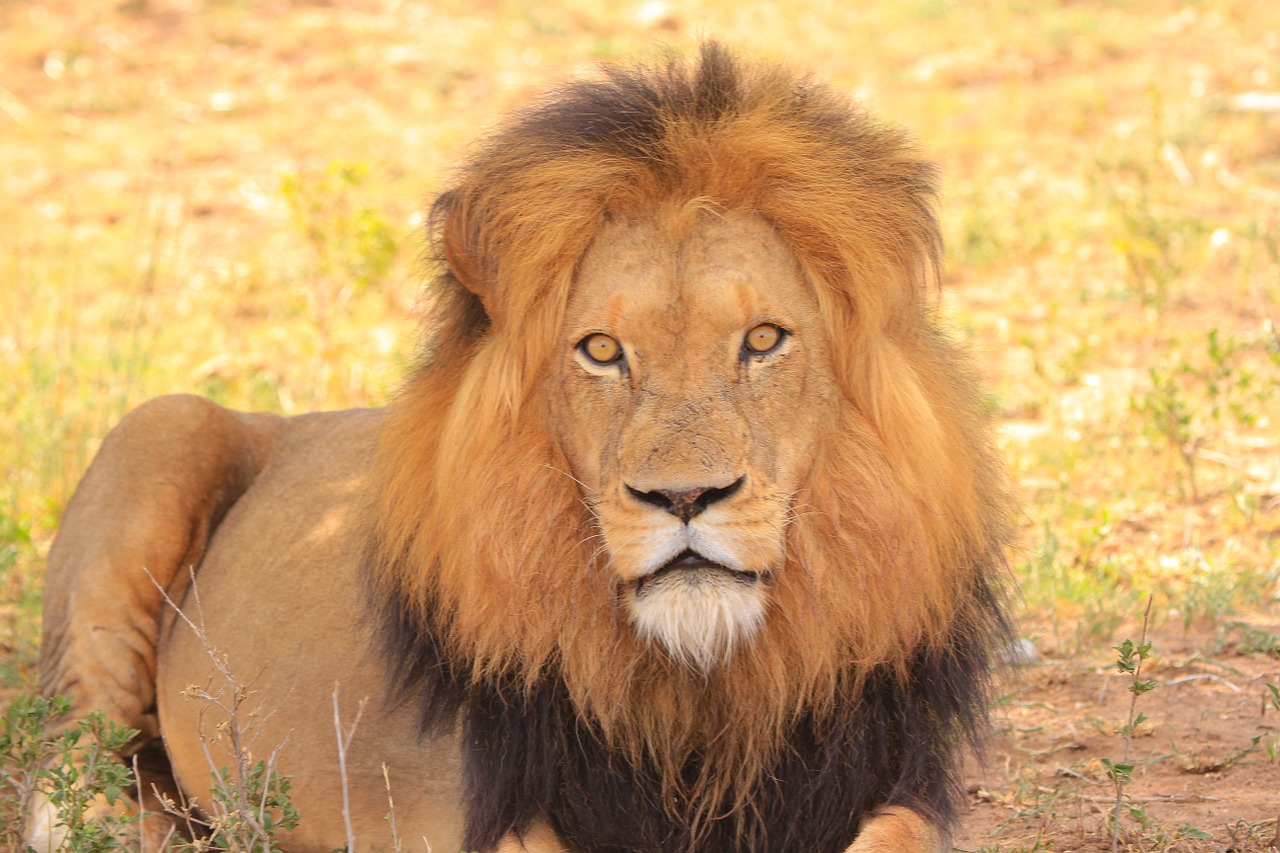 Liūtas, Gamta, Laukinė Gamta, Afrika, Pietų Afrika, Safari, Gyvūnai, Laukiniai, Nemokamos Nuotraukos,  Nemokama Licenzija