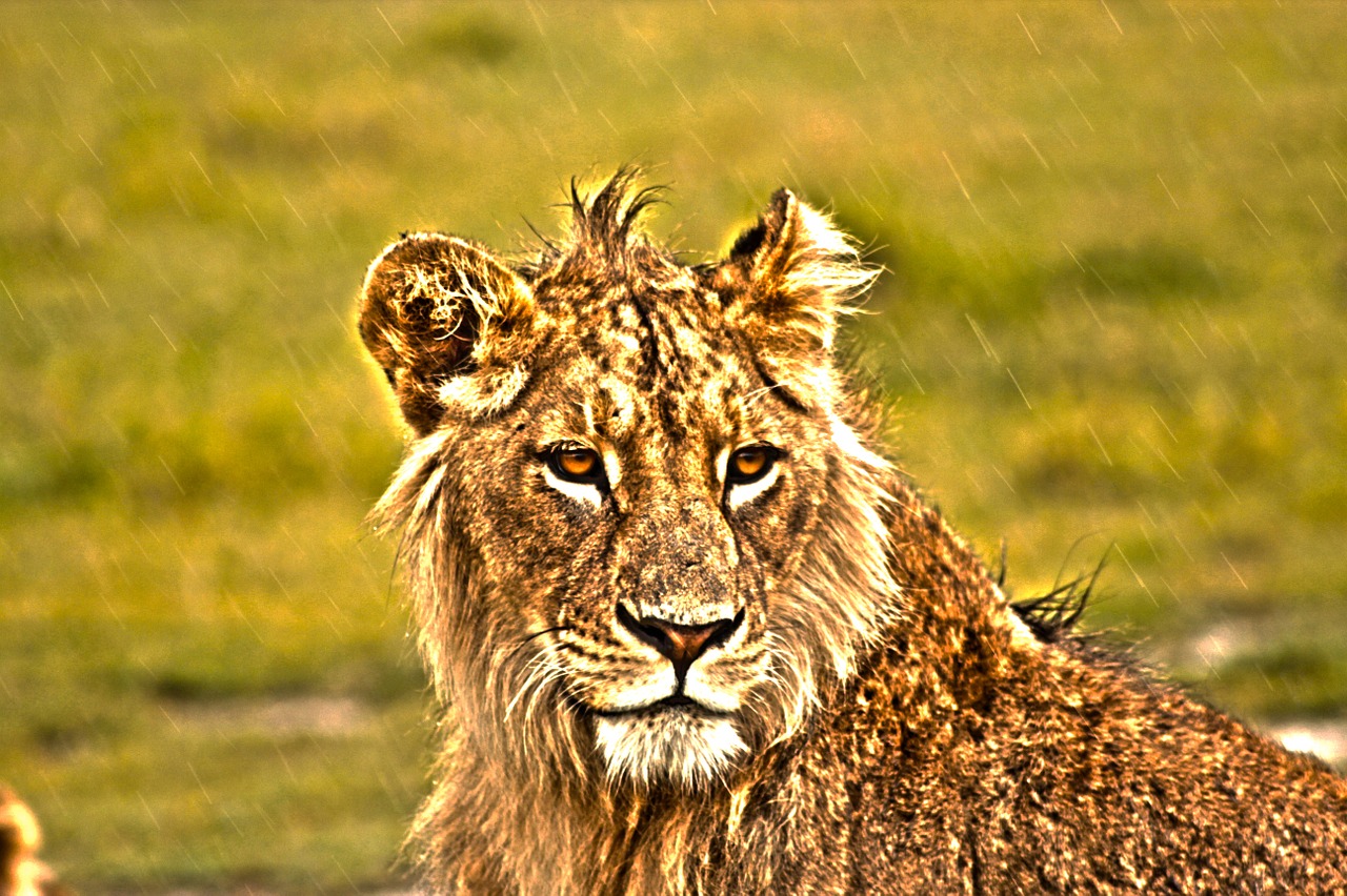 Liūtas, Savana, Liūtas, Kačių, Afrika, Gyvūnas, Laukiniai, Didingas, Safari, Žiurkė