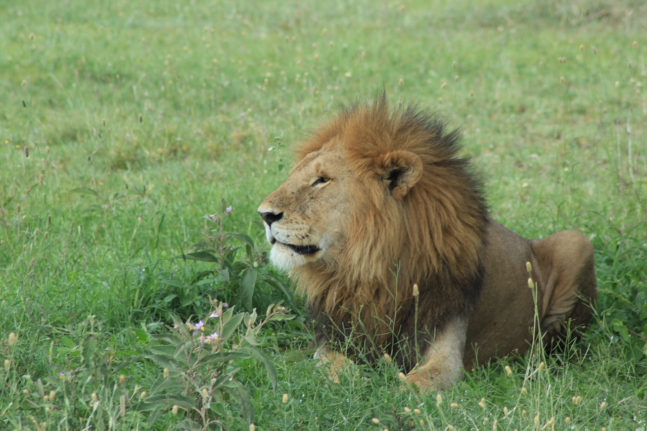 Liūtas, Safari, Tawny, Laukinis Gyvūnas, Laukiniai, Gyvūnas, Afrikos Rezervas, Pagirios, Žiurkė, Kačių