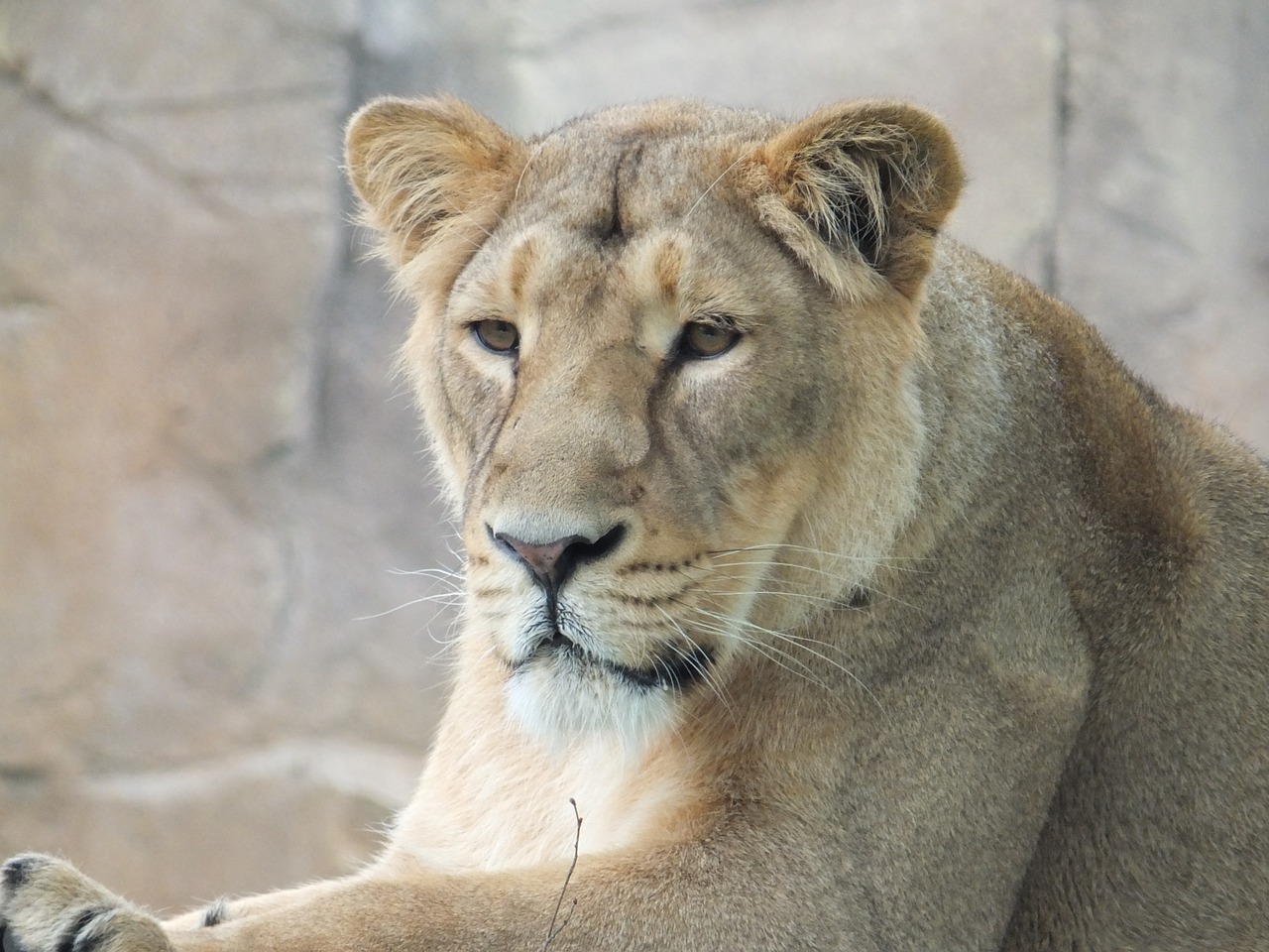 Liūtas, Zoologijos Sodas, Gyvūnai, Laukiniai, Katė, Plėšrūnas, Nemokamos Nuotraukos,  Nemokama Licenzija