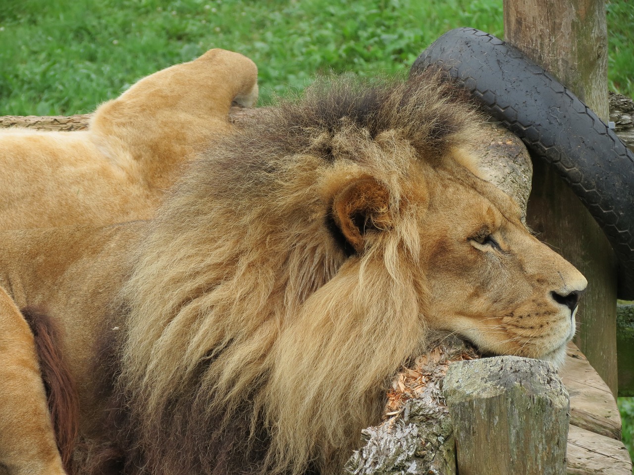 Liūtas, Kačių, Laukiniai, Afrika, Gamta, Plėšrūnas, Safari, Fauna, Laukinis Gyvūnas, Žiurkė