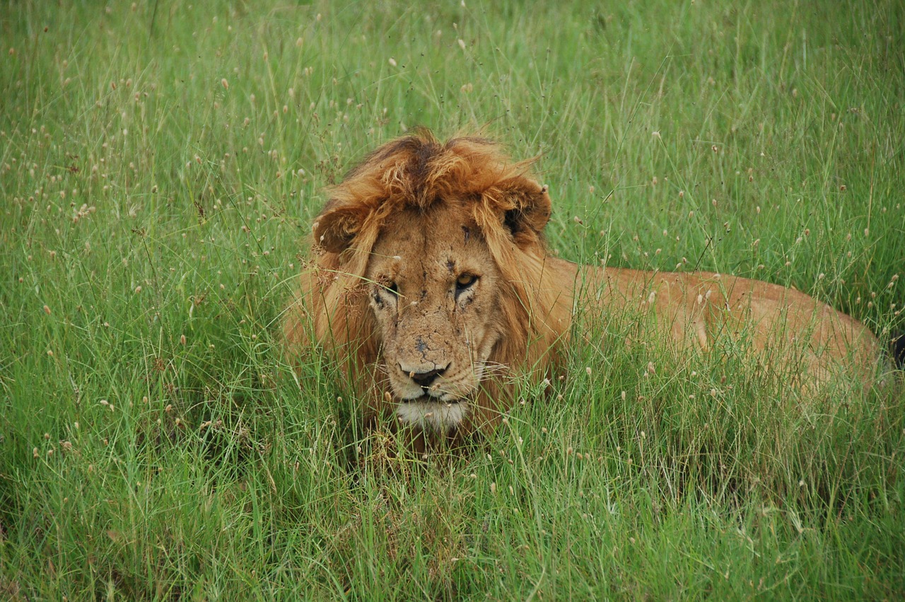 Liūtas, Tom, Liūtys, Kenya, Poilsis, Laukiniai Kaip, Afrika, Fauna, Plėšrūnai, Džiunglių Karalius