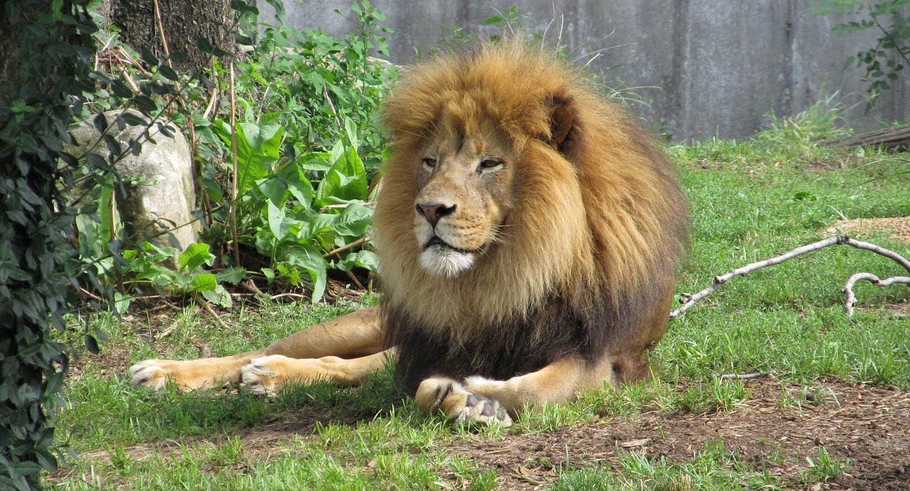 Liūtas, Kačių, Didelė Katė, Džiunglių Karalius, Patinas, Plėšrūnas, Laukinė Gamta, Gamta, Leo, Zoologijos Sodas