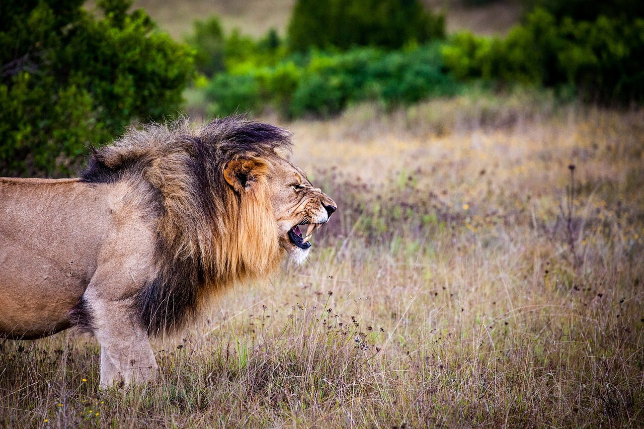Liūtas, Plėšrūnas, Didelė Katė, Katė, Laukiniai, Afrika, Safari, Liūto Menkė, Rėkti, Riaumojantis Liūtas