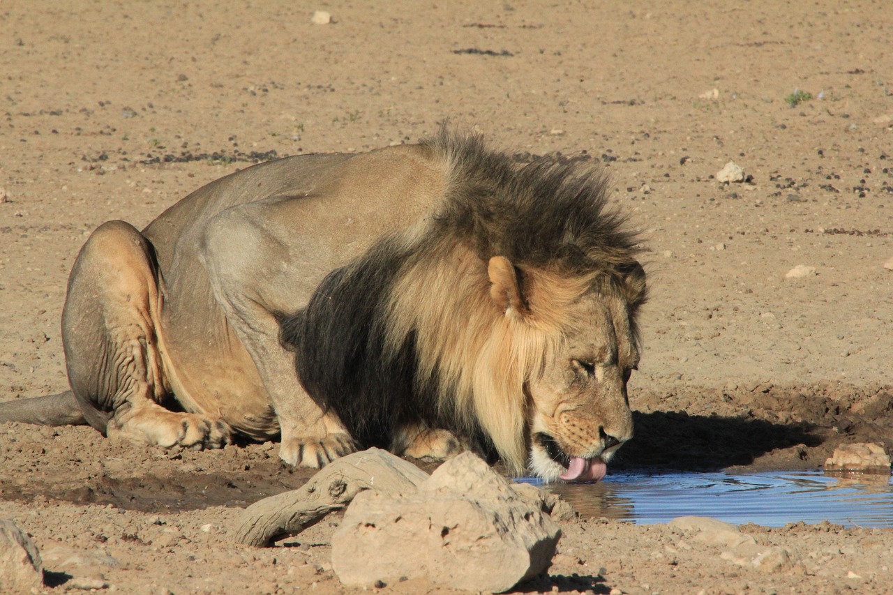 Liūtas, Juodas Varpas, Gerti, Katė, Laukinė Gamta, Plėšrūnas, Safari, Patinas, Nemokamos Nuotraukos,  Nemokama Licenzija