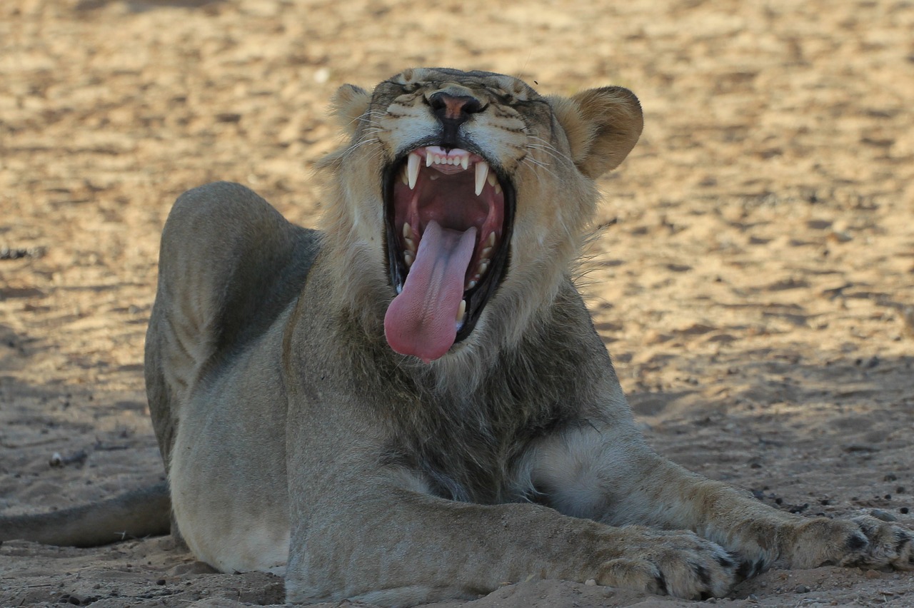 Liūtas, Jauni Vyrai, Žiovulys, Dantys, Laukinė Gamta, Plėšrūnas, Afrika, Safari, Nemokamos Nuotraukos,  Nemokama Licenzija