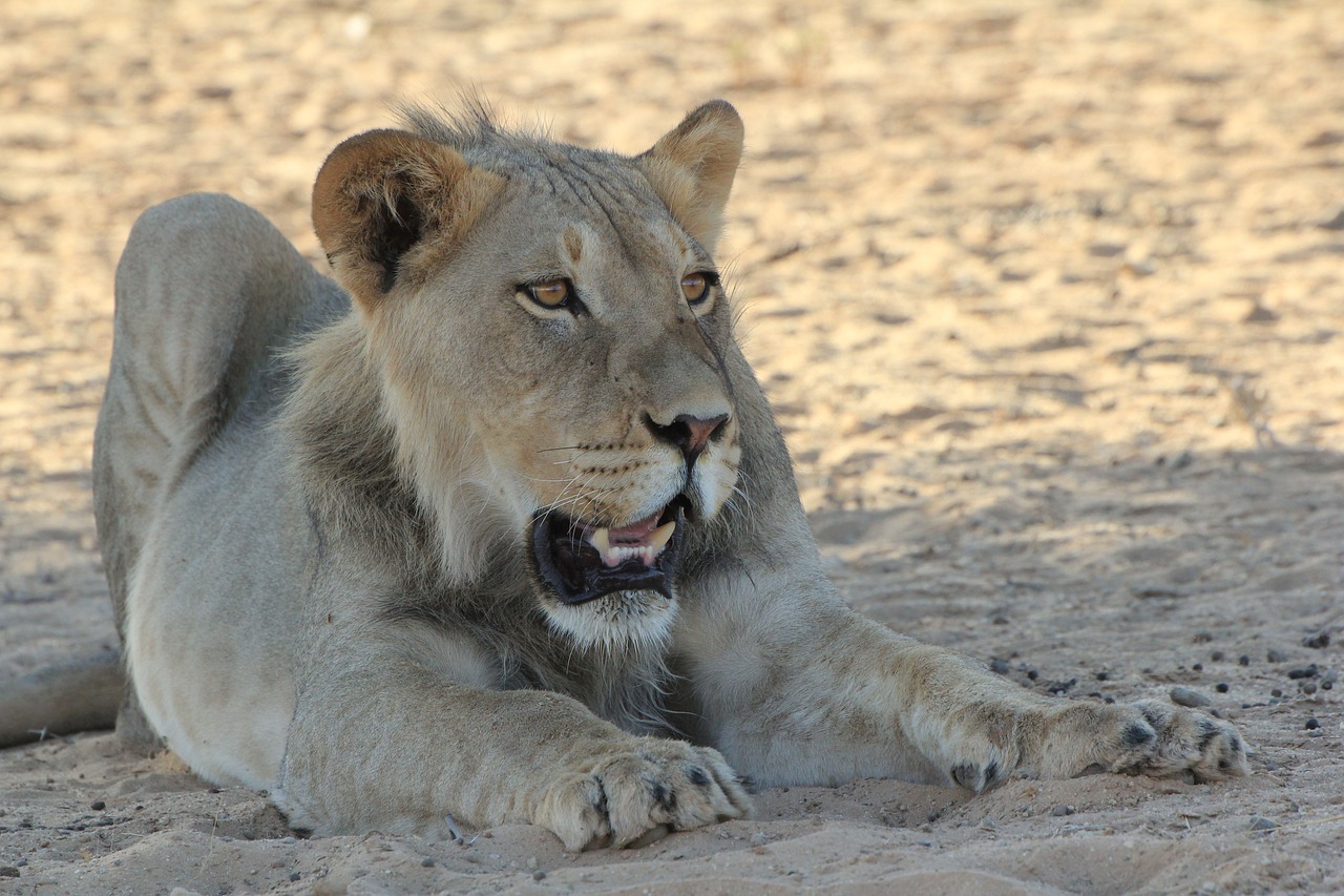 Liūtas, Jaunas, Afrika, Laukinė Gamta, Gamta, Safari, Nemokamos Nuotraukos,  Nemokama Licenzija