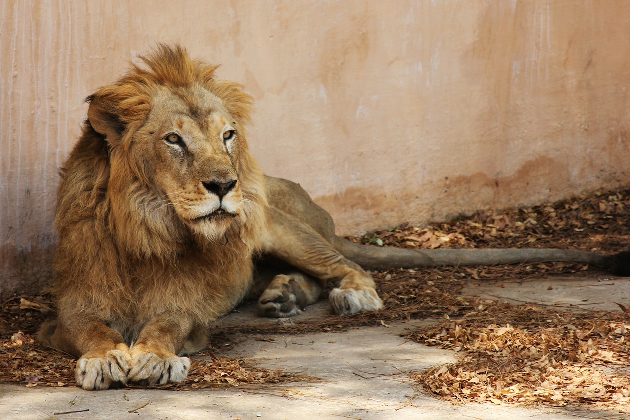 Liūtas, Indijos Liūtas, Šviesiai Rudasis Liūtas, Jaipur Zoologijos Sodas, Gyvūnas, Laukinė Gamta, Laukiniai, Zoologija, Žinduolis, Rūšis
