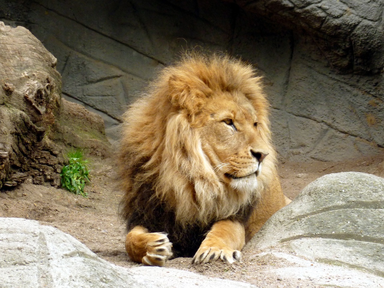 Liūtas, Liūtai Vyrai, Žvėries Karalius, Liūto Menkė, Žinduolis, Wildcat, Gyvūnų Pasaulis, Plėšrūnas, Mėsėdžiai, Laukinės Gamtos Fotografija