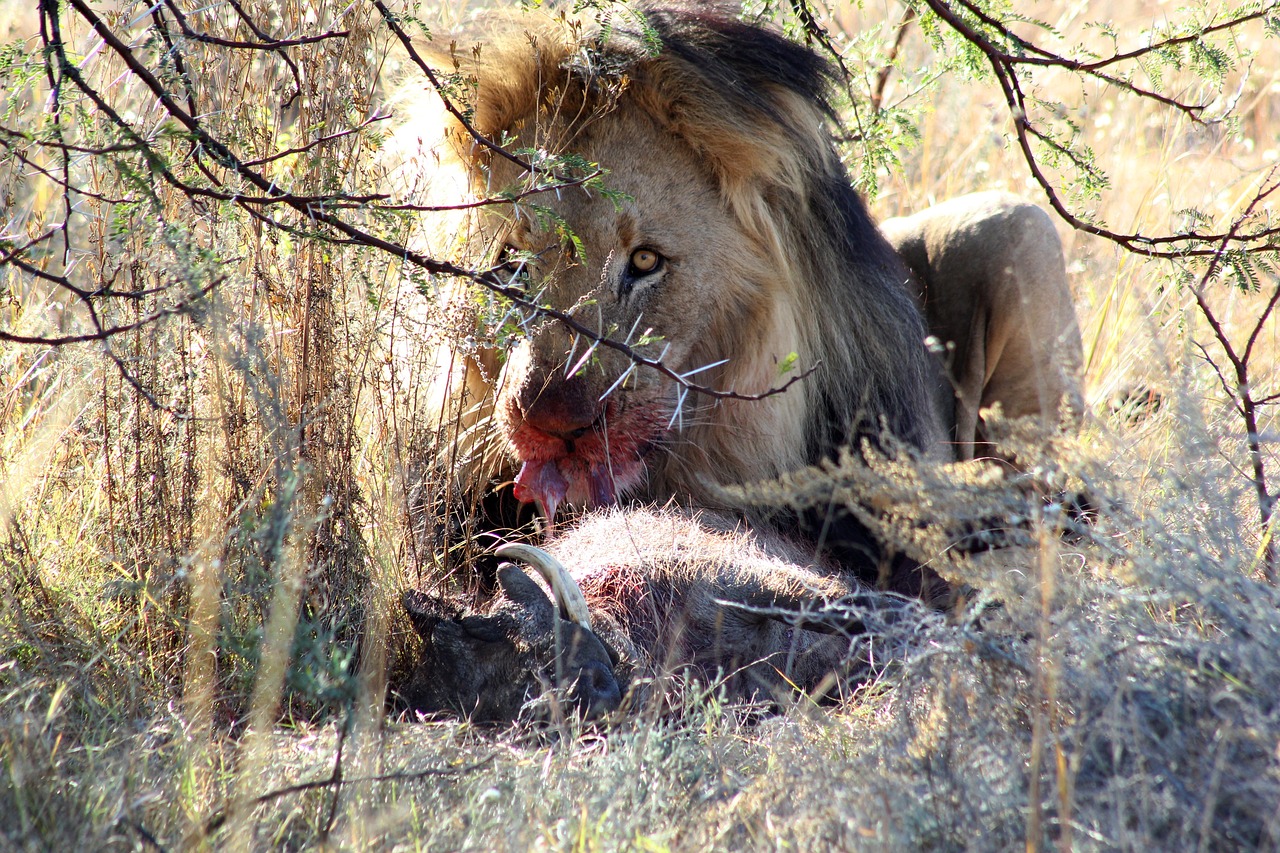Liūtas, Grobis, Pietų Afrika, Kruger, Laukiniai, Šventė, Safari, Nemokamos Nuotraukos,  Nemokama Licenzija