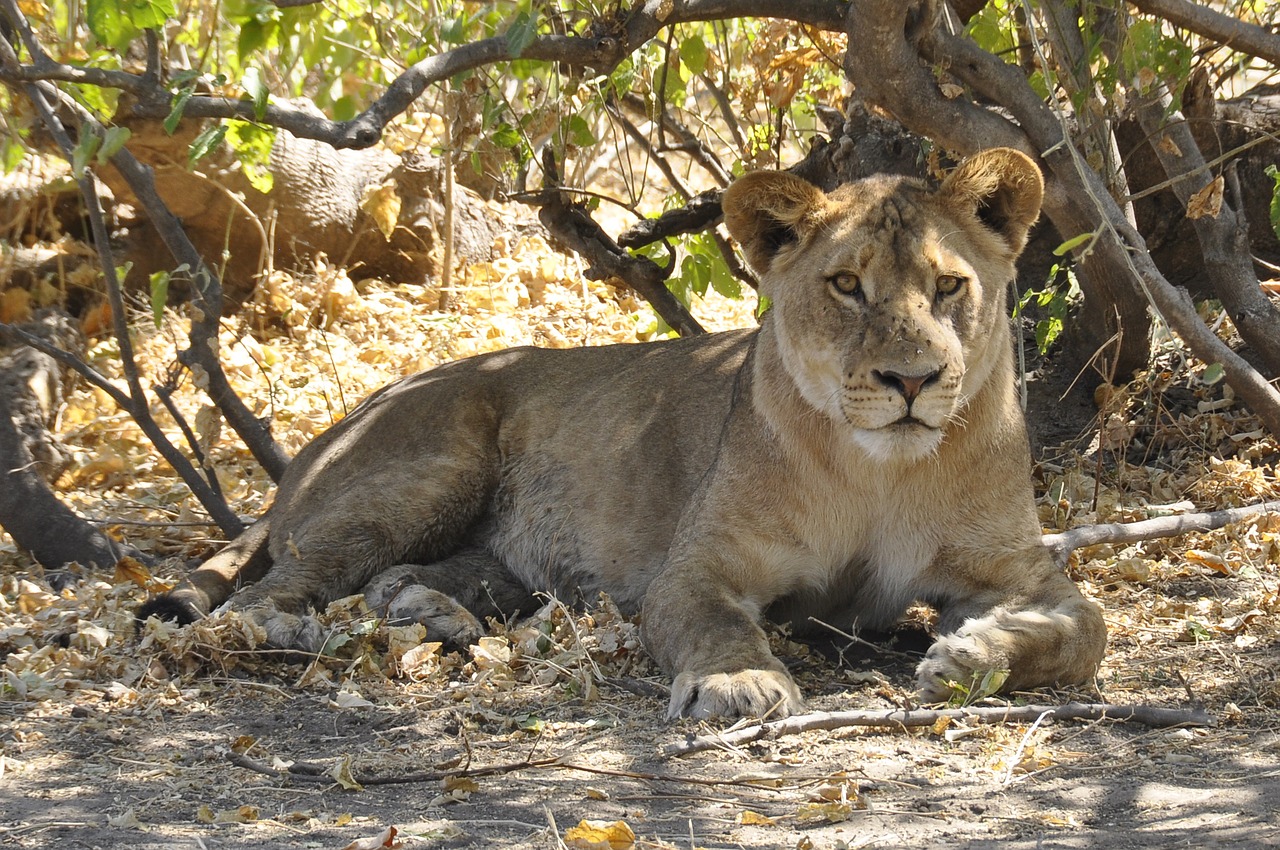 Liūtas, Botsvana, Chobe, Nemokamos Nuotraukos,  Nemokama Licenzija