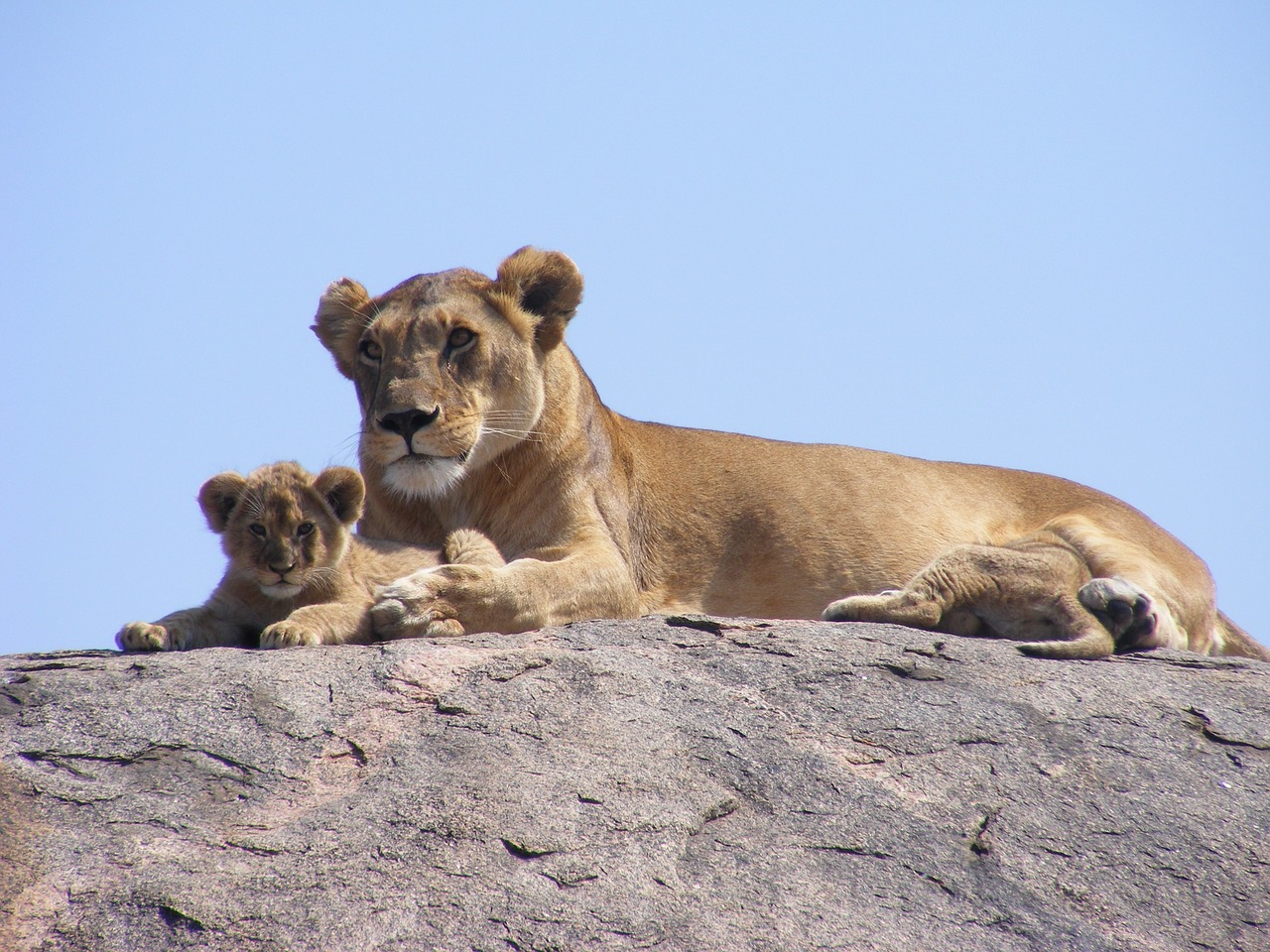 Liūtas, Cub, Safari, Liūtas, Afrika, Nemokamos Nuotraukos,  Nemokama Licenzija