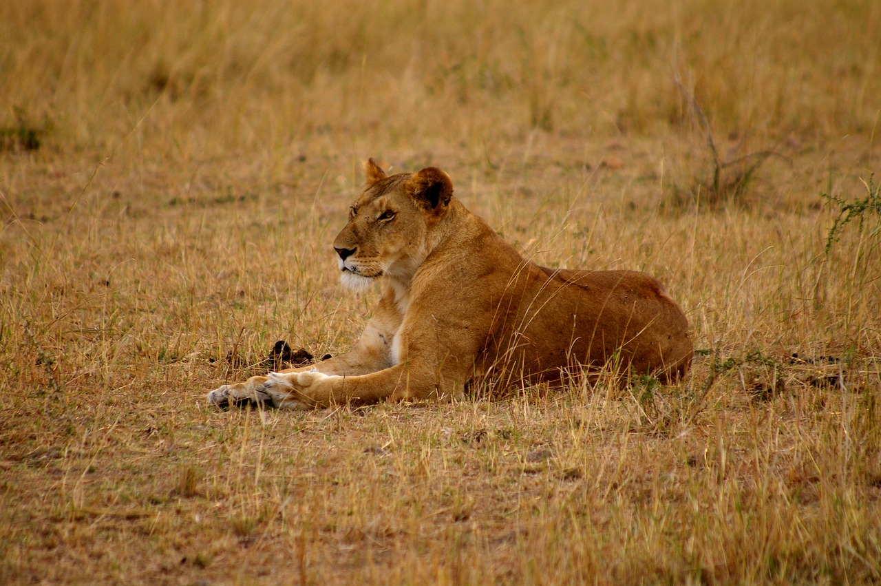 Liūtas, Liūtas, Katė, Plėšrūnas, Liūto Moterys, Afrika, Safari, Kenya, Nemokamos Nuotraukos,  Nemokama Licenzija