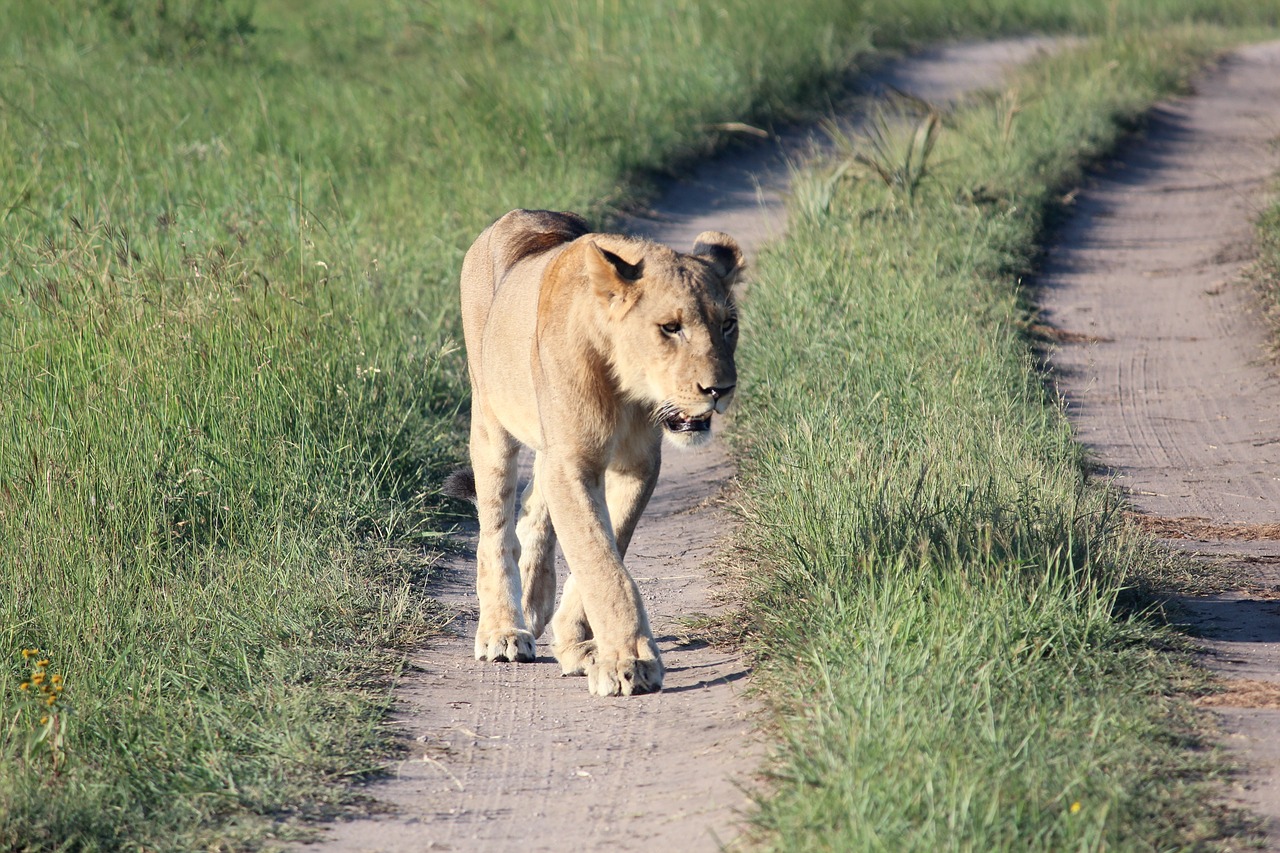 Liūtas, Laukinis Gyvenimas, Plėšrūnas, Vaikščioti, Purvo Kelias, Pietų Afrika, Nemokamos Nuotraukos,  Nemokama Licenzija