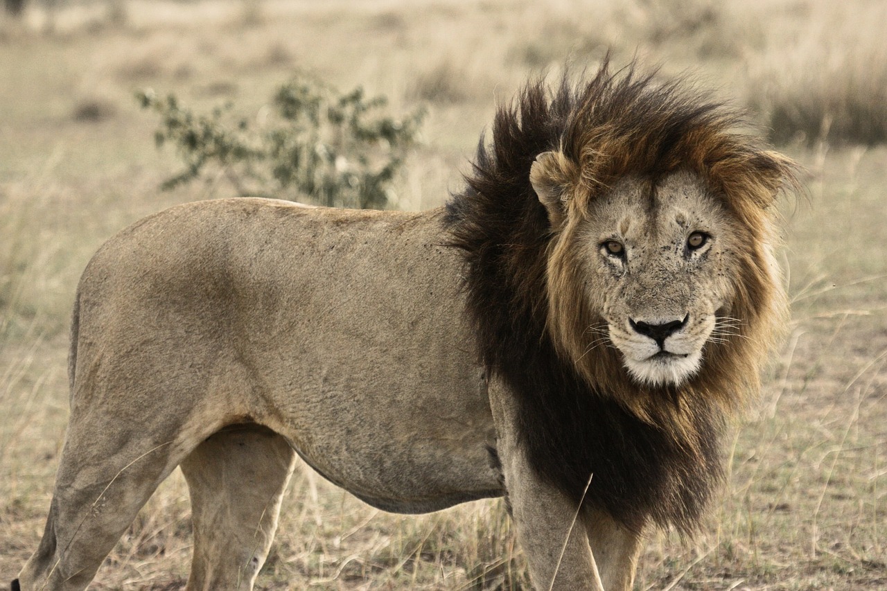 Liūtas, Katė, Safari, Gyvūnas, Žinduolis, Kačių, Gamta, Laukinė Gamta, Afrikos, Savanna