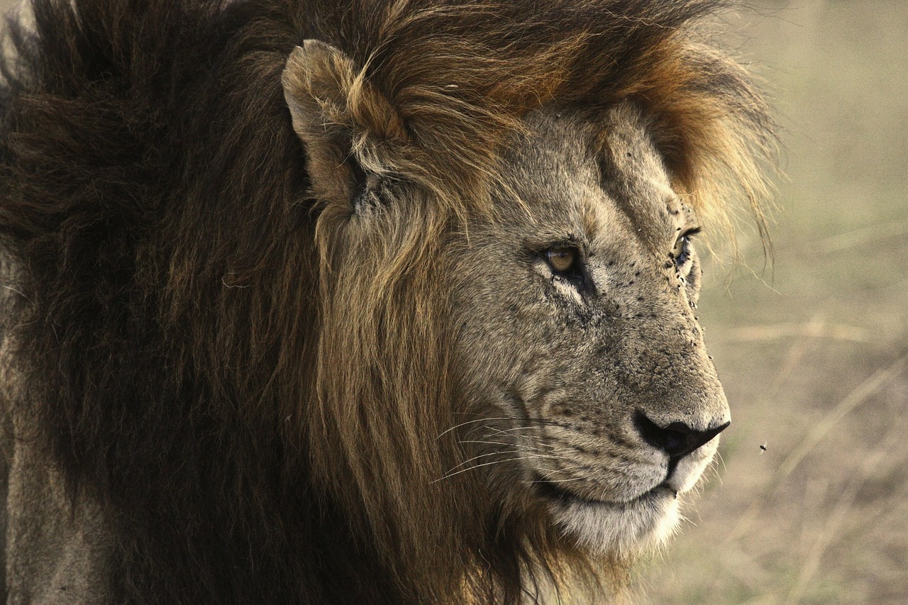 Liūtas, Katė, Safari, Gyvūnas, Žinduolis, Kačių, Gamta, Laukinė Gamta, Afrikos, Savanna