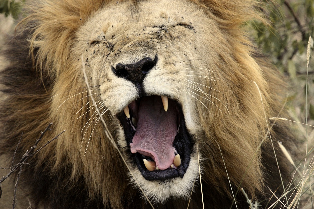Liūtas, Žiovulys, Džiunglių Karalius, Afrika, Pietų Afrika, Laukiniai, Gamta, Laukinė Gamta, Gyvūnai, Safari