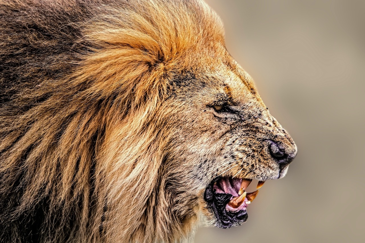 Liūtas, Afrika, Dykuma, Afrikos Safari, Safari, Žvėrys, Nemokamos Nuotraukos,  Nemokama Licenzija