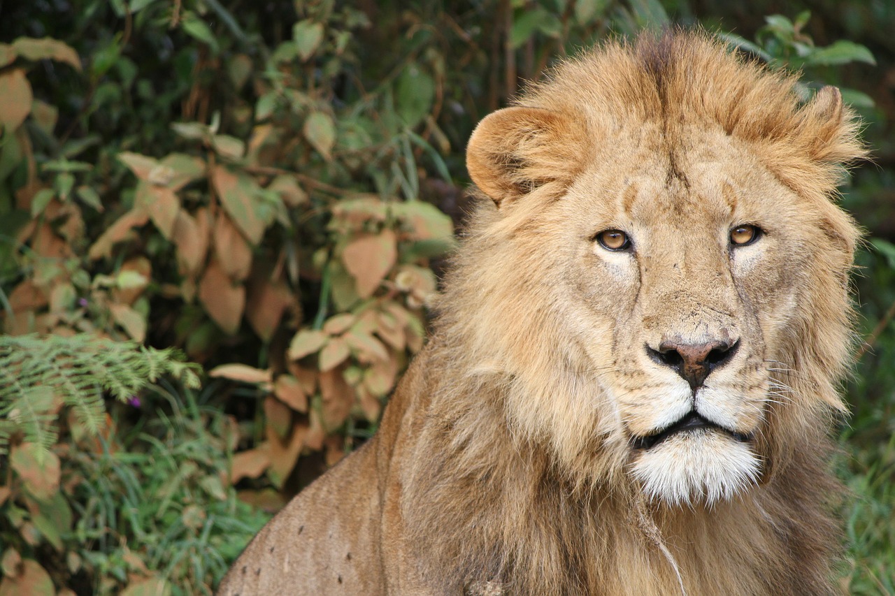 Liūtas, Tanzanija, Afrika, Laukiniai, Laukinės Gamtos Laukinė Gamta, Safari, Gyvūnas, Gyvūnų Portretas, Liūto Portretas, Savanos Karalius