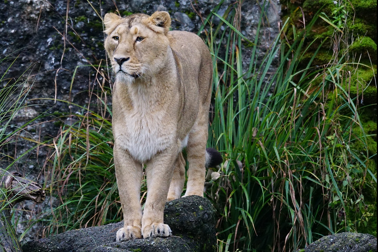 Liūtas, Indijos Liūtas, Moteris, Plėšrūnas, Katė, Panthera Leo, Didelė Katė, Didingas, Žinduolis, Žiūrėti