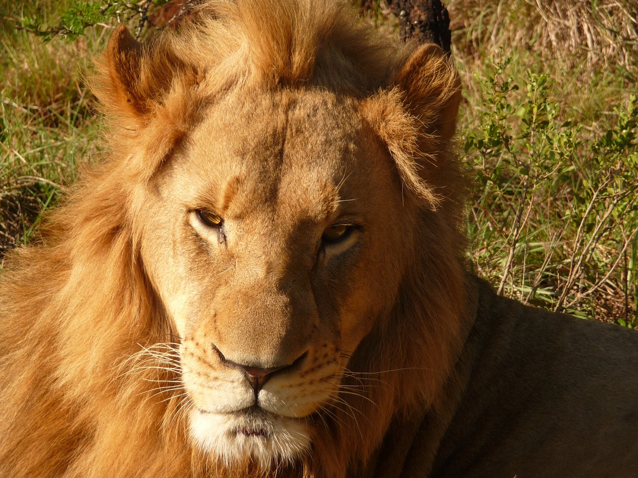 Liūtas, Afrika, Safari, Botsvana, Wildcat, Plėšrūnas, Mieguistas Liūtas, Katė, Pietų Afrika, Gyvūnų Portretas