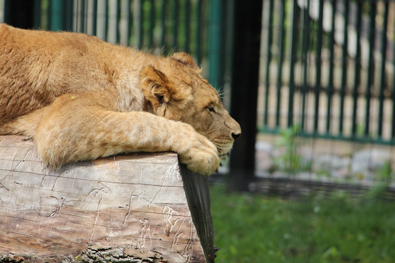 Liūtas, Zoologijos Sodas, Gyvūnas, Laukiniai, Gamta, Zoologijos Sodai, Plėšrūnas, Žvėrys, Afrika, Nemokamos Nuotraukos