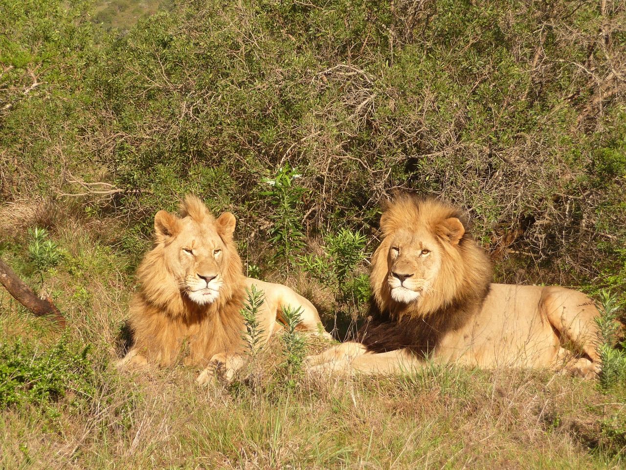Liūtas, Pietų Afrika, Afrika, Safari, Wildcat, Plėšrūnas, Laukinis Gyvūnas, Laukinė Gamta, Dykuma, Gyvūnų Portretas