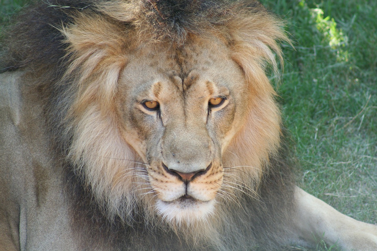 Liūtas, Žiurkė, Katė, Didelė Katė, Gyvūnas, Laukinė Gamta, Laukiniai, Zoologija, Žinduolis, Rūšis