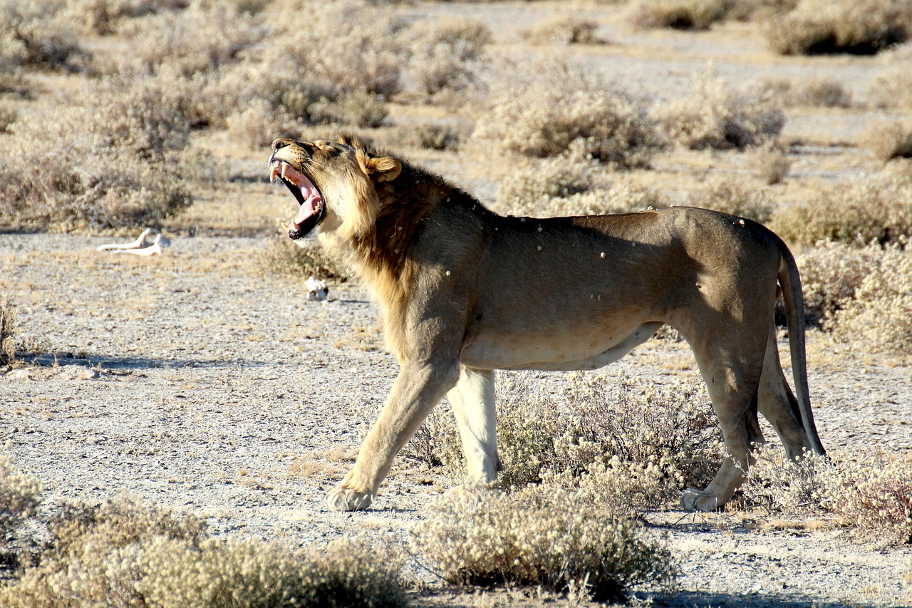 Liūtas, Namibija, Etosha, Nacionalinis Parkas, Safari, Plėšrūnas, Žiovulys, Riaumojimas, Nemokamos Nuotraukos,  Nemokama Licenzija