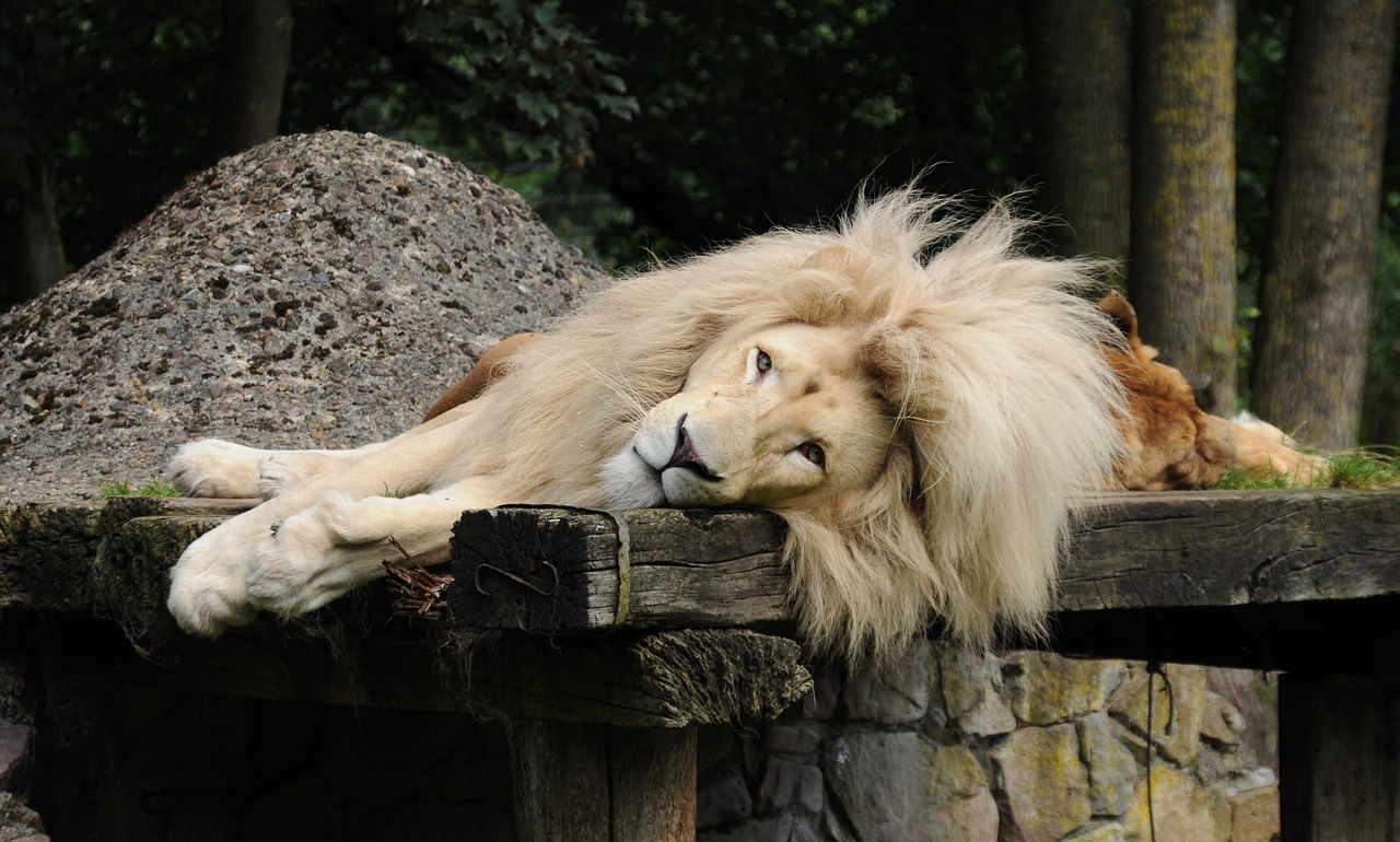 Liūtas, Vyrai, Žiurkė, Zoo Cloppenburg Thüle, Melas, Liūto Menkė, Zoologijos Sodas, Nemokamos Nuotraukos,  Nemokama Licenzija