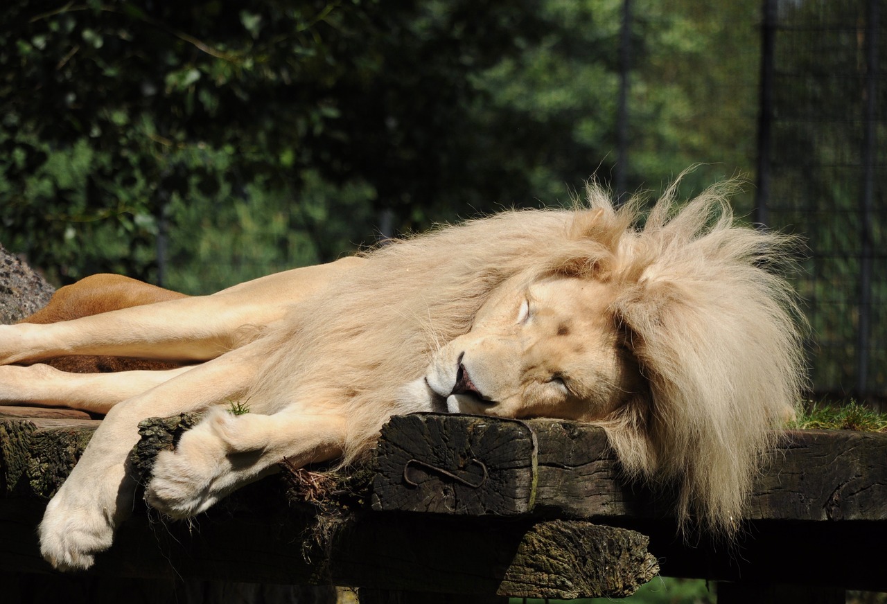 Liūtas, Zoo Cloppenburg, Miega, Vyrai, Žiurkė, Plėšrūnas, Liūto Menkė, Nemokamos Nuotraukos,  Nemokama Licenzija