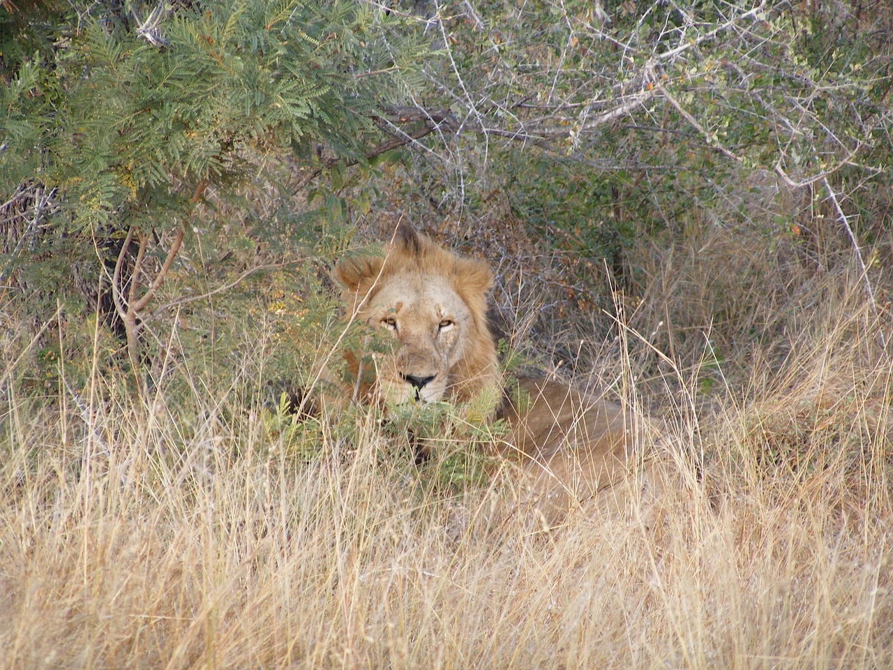 Liūtas, Safari, Afrika, Plėšrūnas, Laukiniai, Savana, Katė, Kailis, Nacionalinis Parkas, Gamta