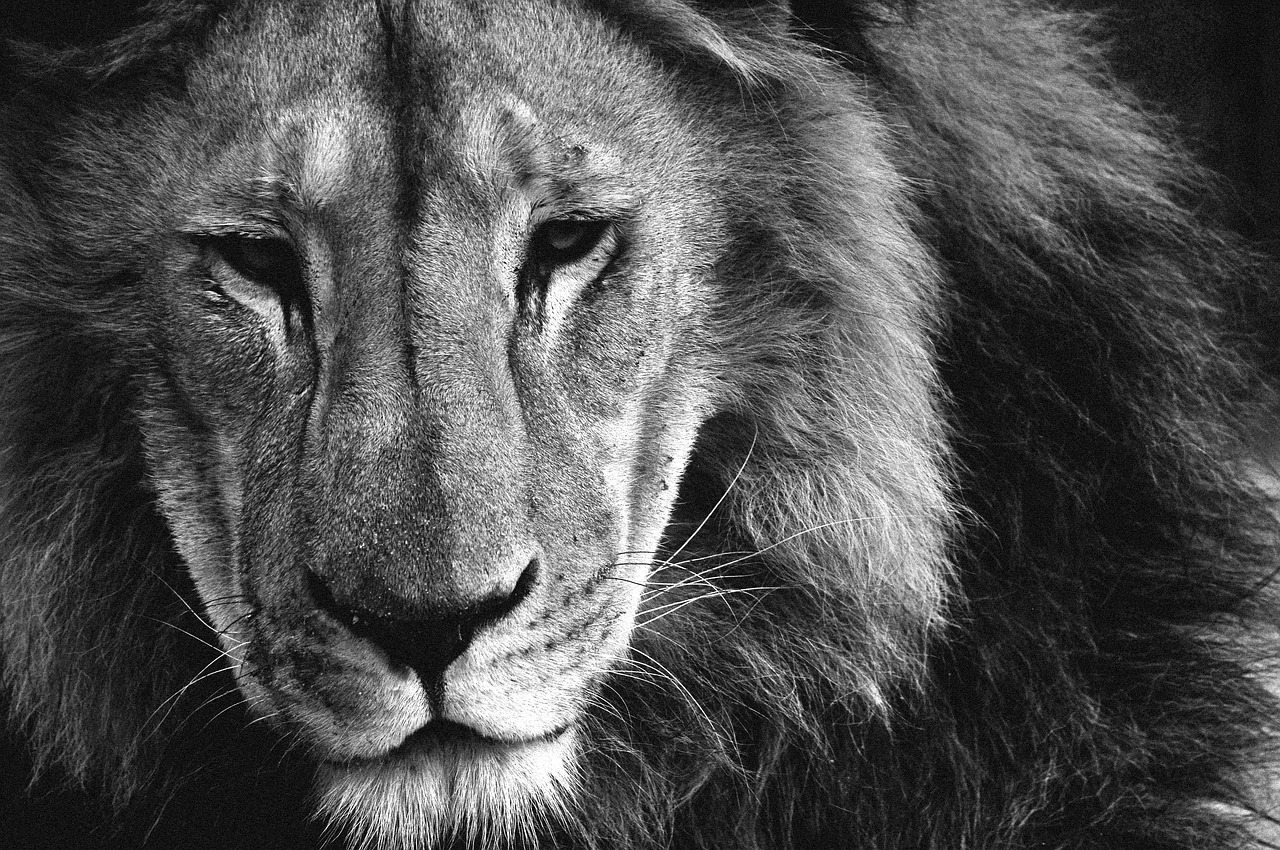 Liūtas, Gyvūnai, Plaukai, Karalius, Džiunglės, Afrika, Nemokamos Nuotraukos,  Nemokama Licenzija