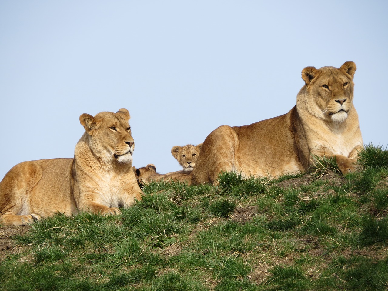 Liūtas, Jaunas, Cub, Liūtas, Motina, Gamta, Jaunas Gyvūnas, Nemokamos Nuotraukos,  Nemokama Licenzija