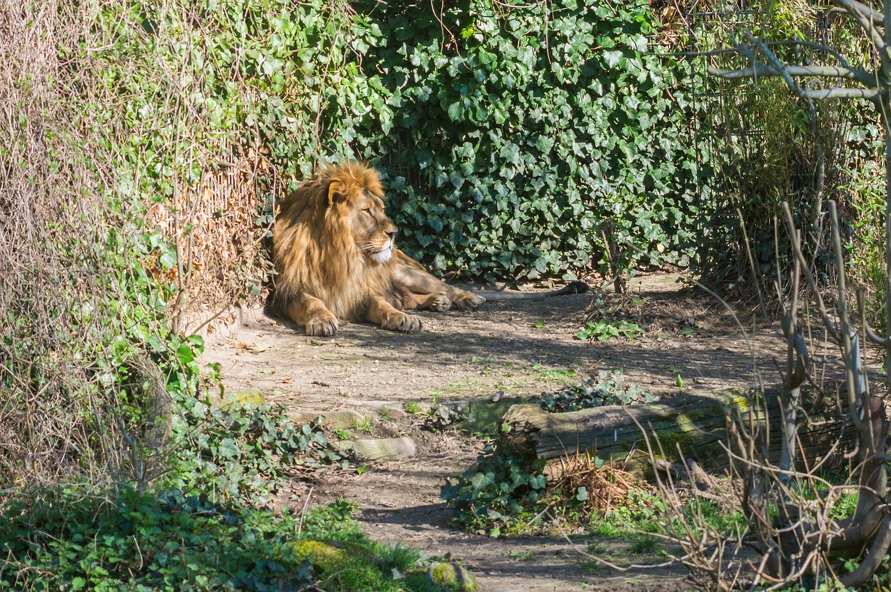 Liūtas, Katė, Zoologijos Sodas, Patinas, Didelė Katė, Afrika, Nemokamos Nuotraukos,  Nemokama Licenzija