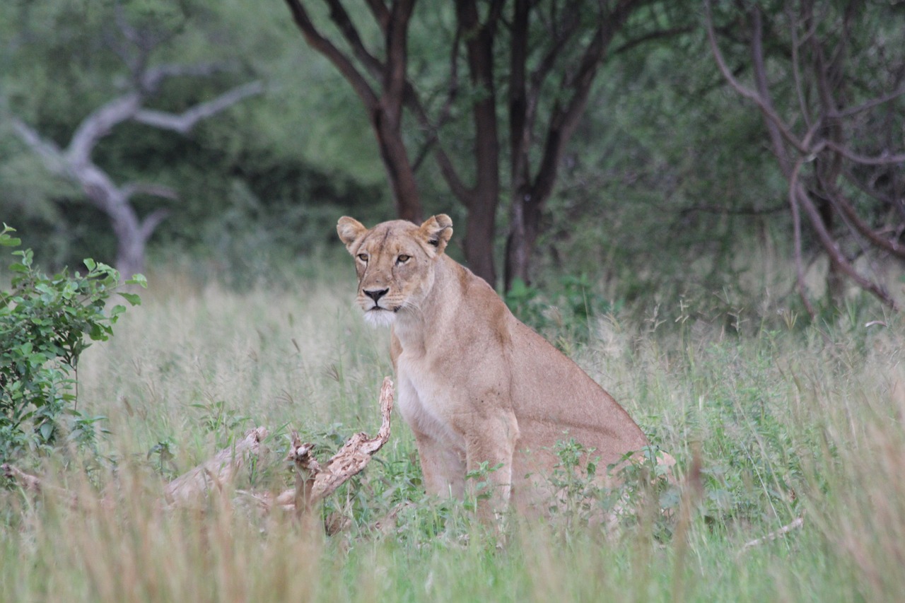 Liūtas, Liūtas, Afrika, Tanzanija, Tarangire, Laukinis Gyvūnas, Safari, Laukinė Gamta, Gyvūnų Pasaulis, Laukiniai