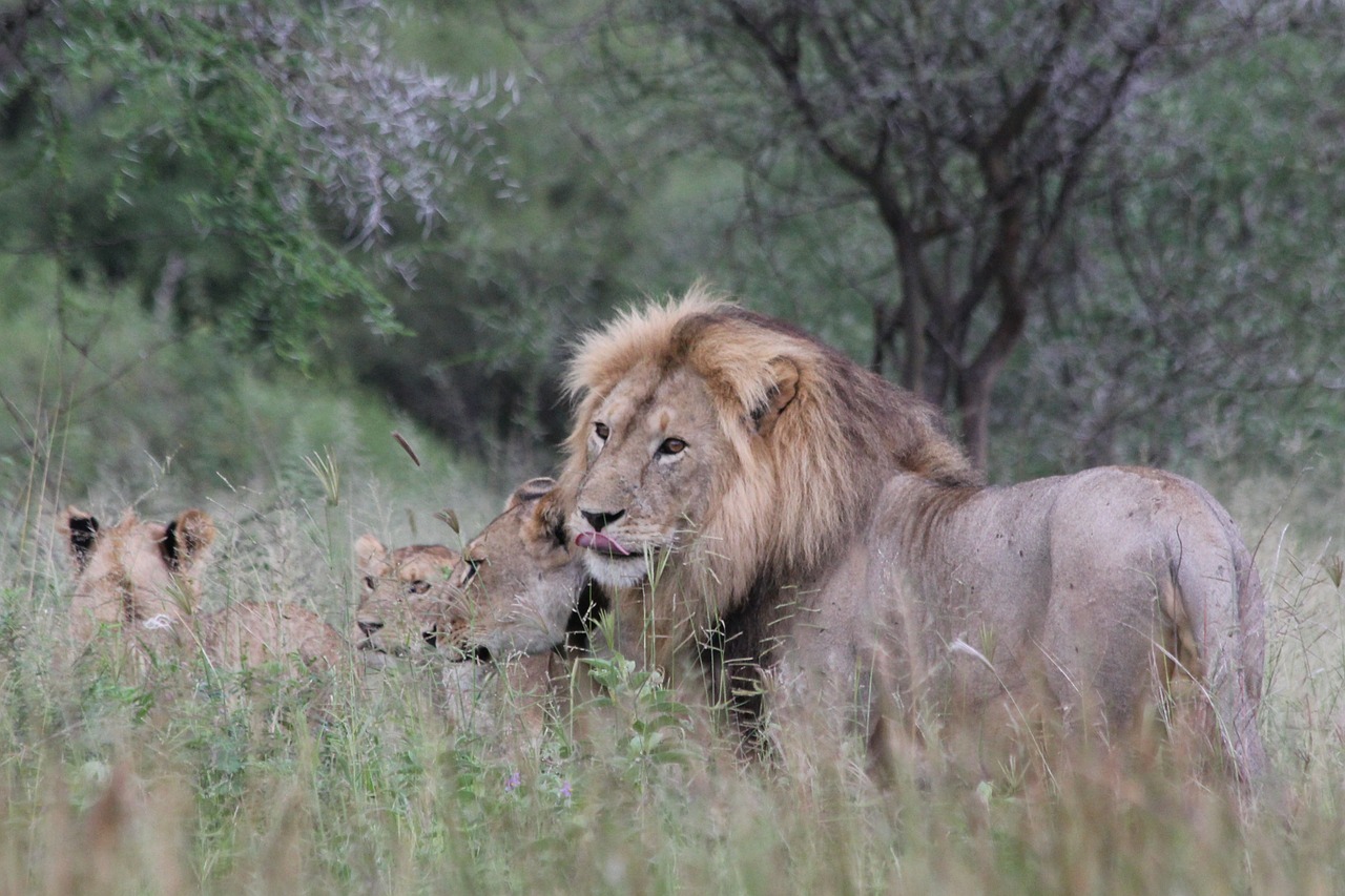 Liūtas, Afrika, Tanzanija, Tarangire, Laukinis Gyvūnas, Safari, Laukinė Gamta, Gyvūnų Pasaulis, Laukiniai, Nacionalinis Parkas