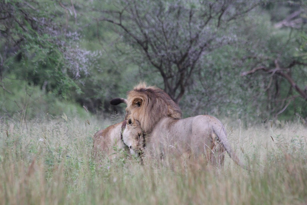 Liūtas, Liūtas, Pora, Pora, Afrika, Tanzanija, Tarangire, Laukinis Gyvūnas, Safari, Laukinė Gamta