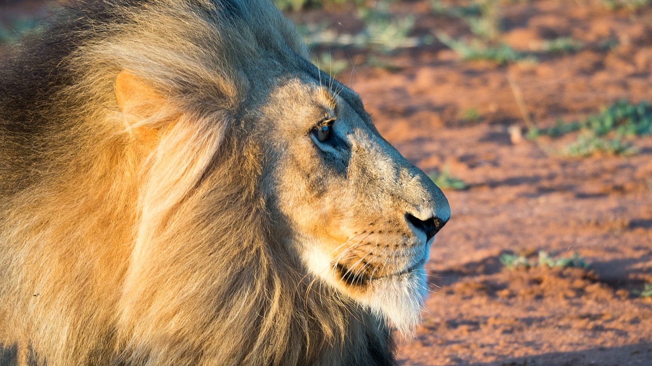 Liūtas, Mahne, Saulėlydis, Katė, Plėšrūnas, Pietų Afrika, Gyvūnai, Pavojingas, Didelė Katė, Pasididžiavimas