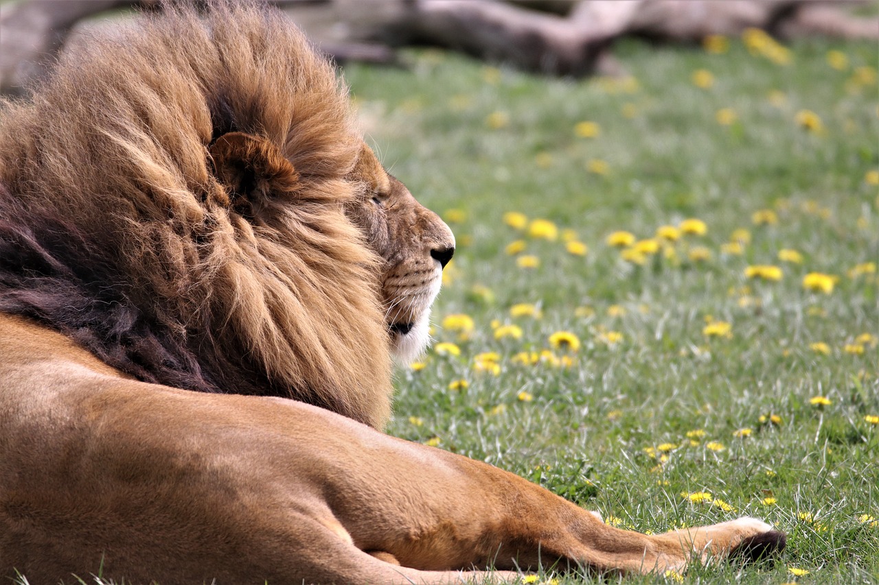 Liūtas, Didelė Katė, Laukinė Gamta, Gyvūnas, Laukiniai, Plėšrūnas, Safari, Leo, Mėsėdis, Džiunglės Karalius